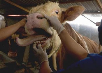 Dosen FKH UB Bagikan Langkah Antisipasi PMK Sapi